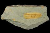 2.4" Protolenus Trilobite Molt With Pos/Neg - Tinjdad, Morocco - #141879-1